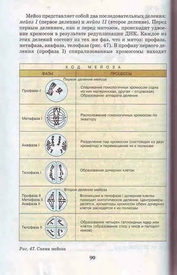 Мейоз фазы и процессы. Фазы мейоза таблица 9 класс биология пасечник. мейоз фазы и процессы таблица. таблица мейоз 9 класс биология. таблица фазы мейоза редукционное деление.