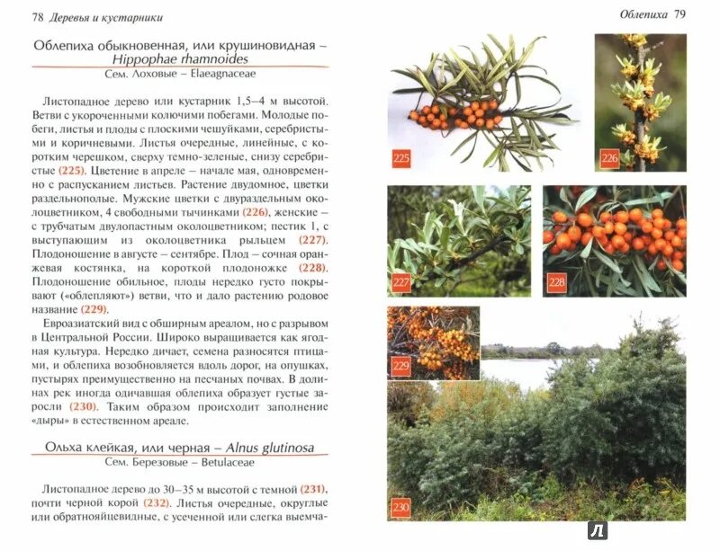 Определители деревьев и кустарников. Атлас деревьев и кустарников россии. атлас определитель деревьев и кустарников леса россии. кустарники атлас определитель. атлас определитель плодов деревьев и кустарников.