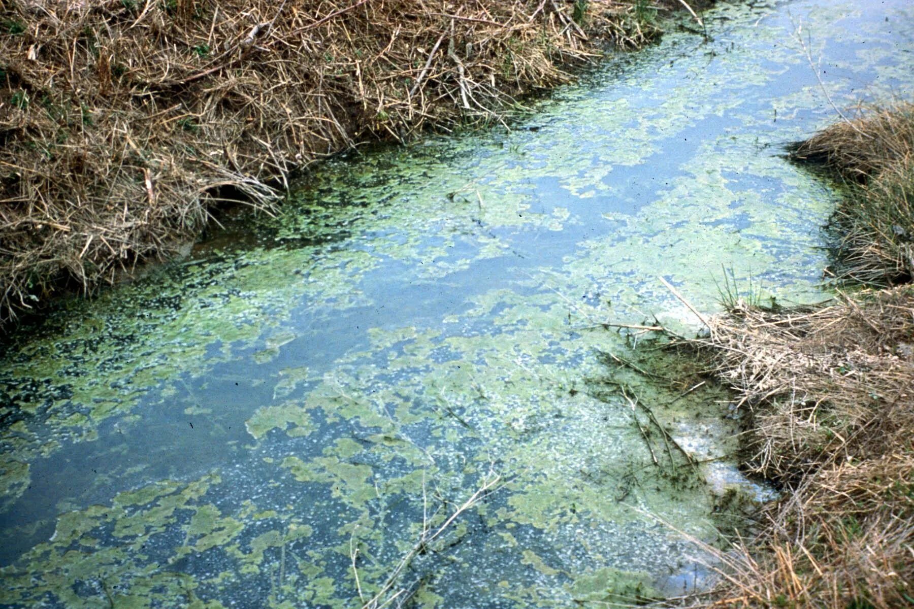 Загрязнение воды. Загрязнение пресных вод. Загрязнение воды сельским хозяйством. Загрязненный пресноводный водоем. Группы загрязнения воды