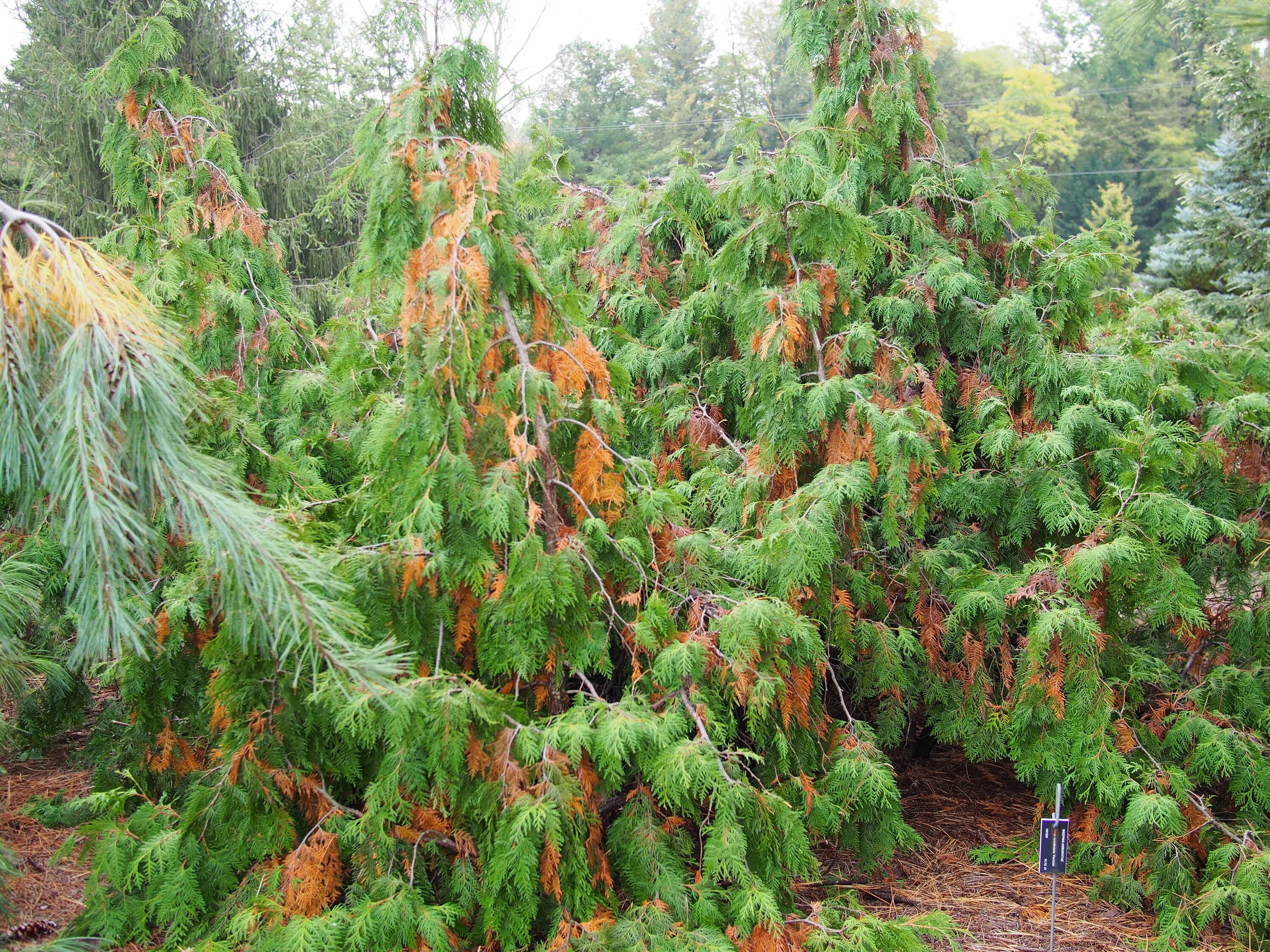 Туя Западная Пендула. Туя Западная ‘Пендула’ Thuja occidentalis ‘pendula’. Туя окциденталис Пендула. Лиственница Пендула. Чем обрабатывать хвойные деревья