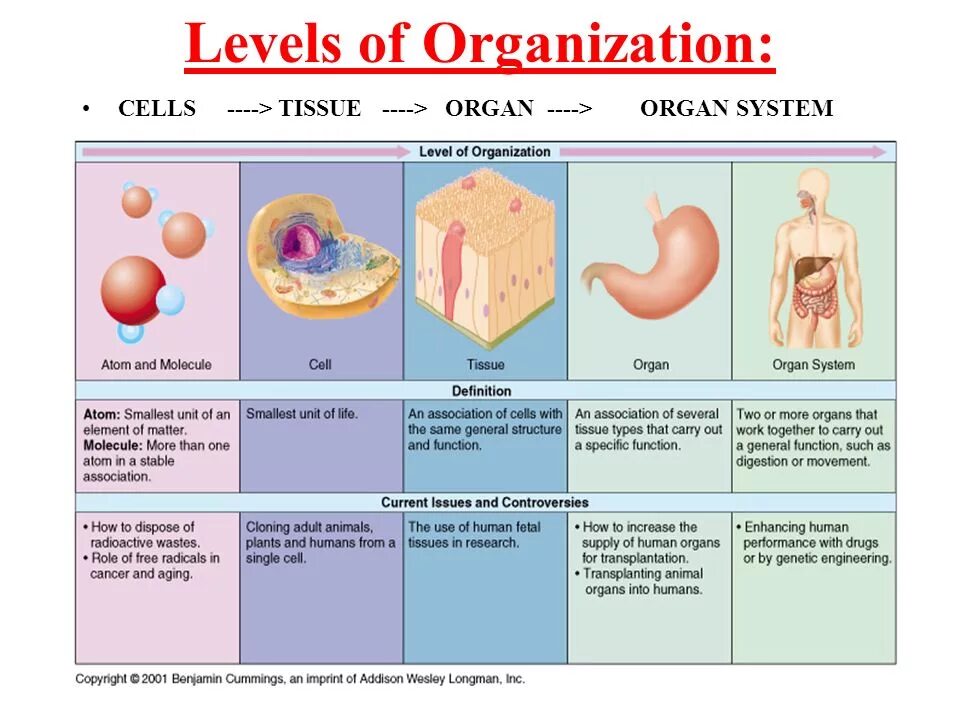 Tissue Cell. Levels of Organization. Levels of Organization Cell to Tissues.