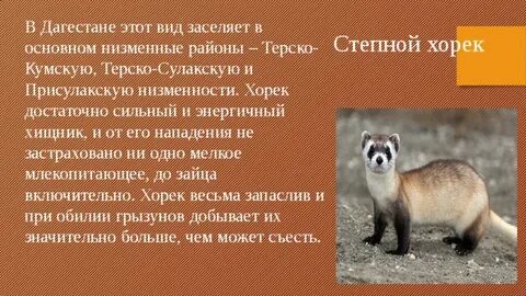 Животные красной книги дагестана