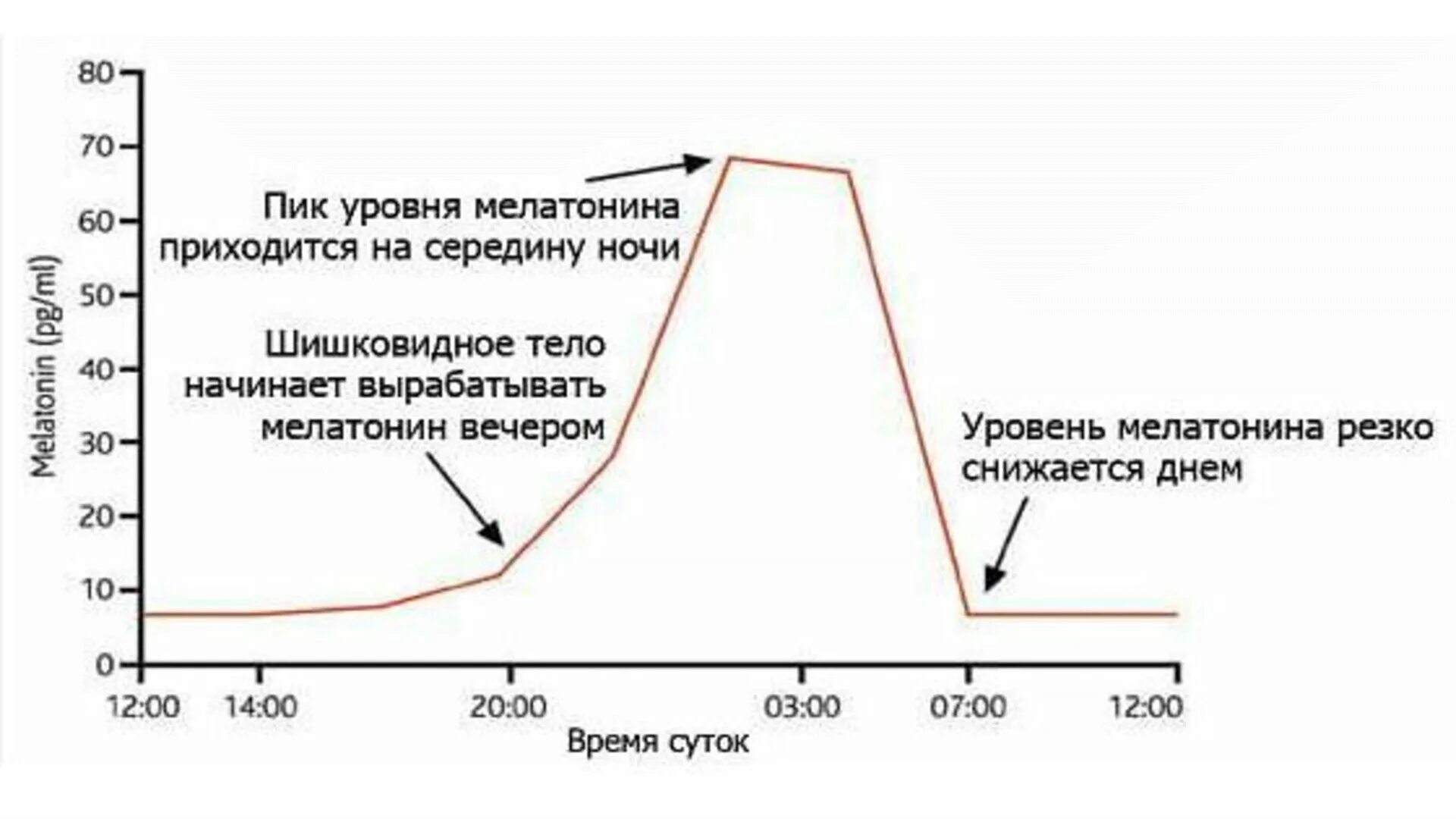 Мелатонин гормон сна. Выработка гормона мелатонина. Часы выработки мелатонина. Ночью вырабатывается мелатонин. Мелатонин для чего нужен организму