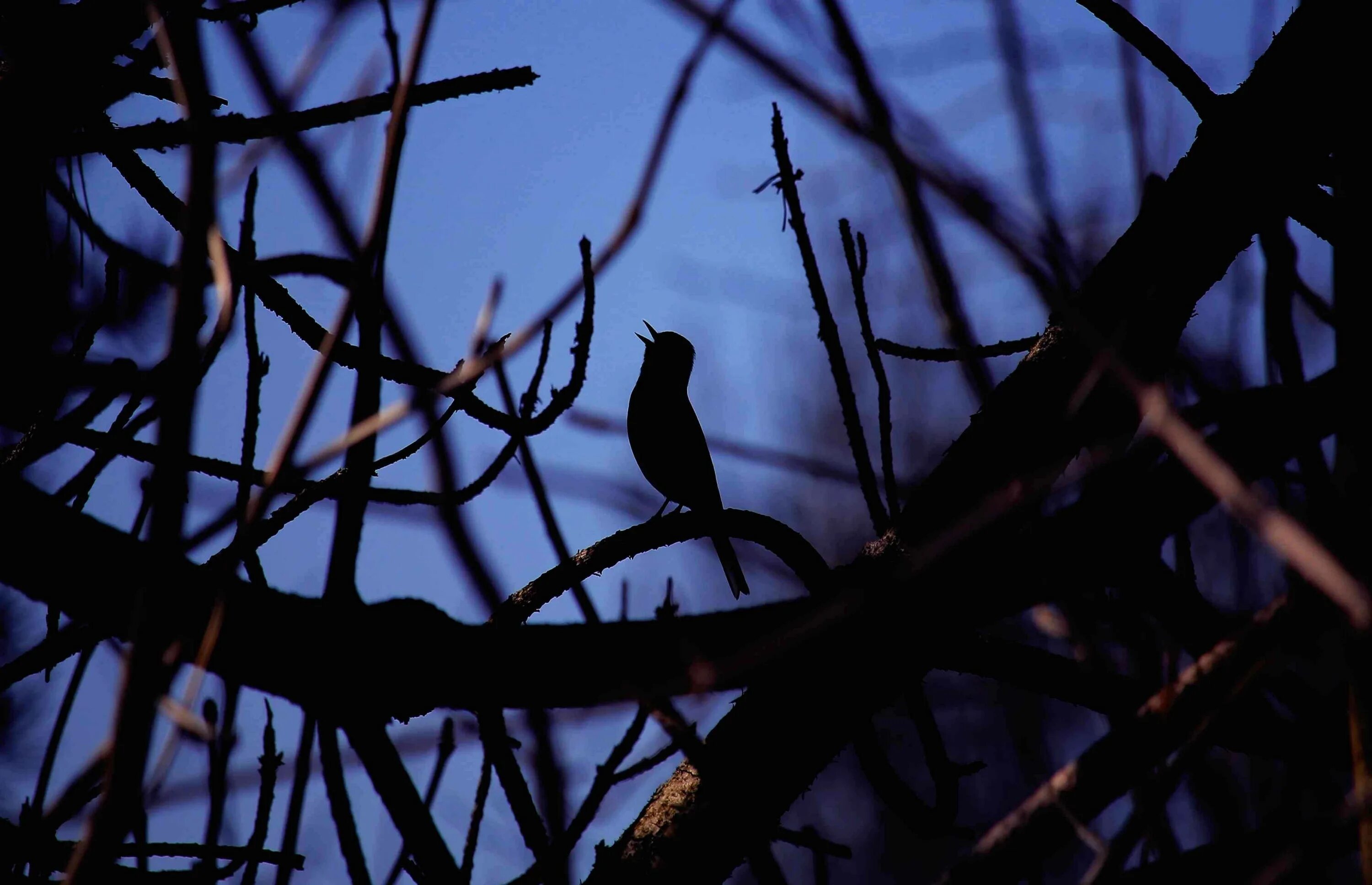 Птицы ночью. Птица которая поет ночью. Птицы в Вечернем лесу. Вечер птицы. Какие птицы поют ночью в городе