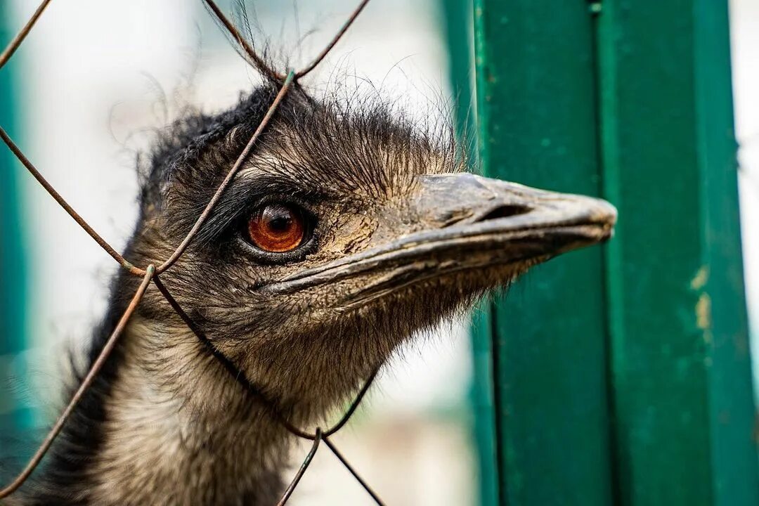 глаз страуса больше чем