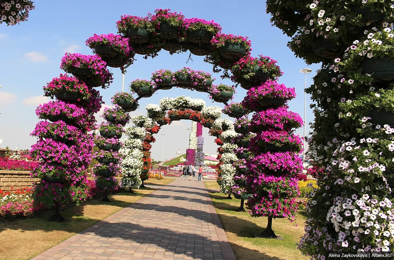 Цветочный парк Дубаи петунии. Dubai Miracle Garden амфитеатр. Парк цветов Бронницы. Парк цветов в Дубае. Арка для петуньи