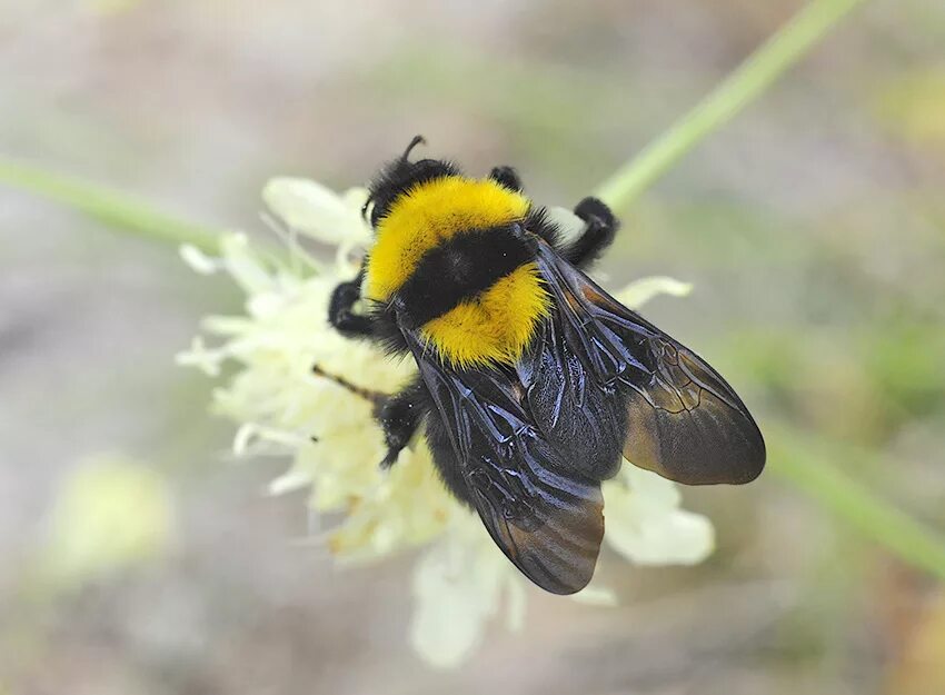 Шмель Моховой – Bombus muscorum (Fabricius, 1775).. Перепончатокрылые Шмель. Шмель-Кукушка бородатый. Шмели-кукушки Psithyrus.