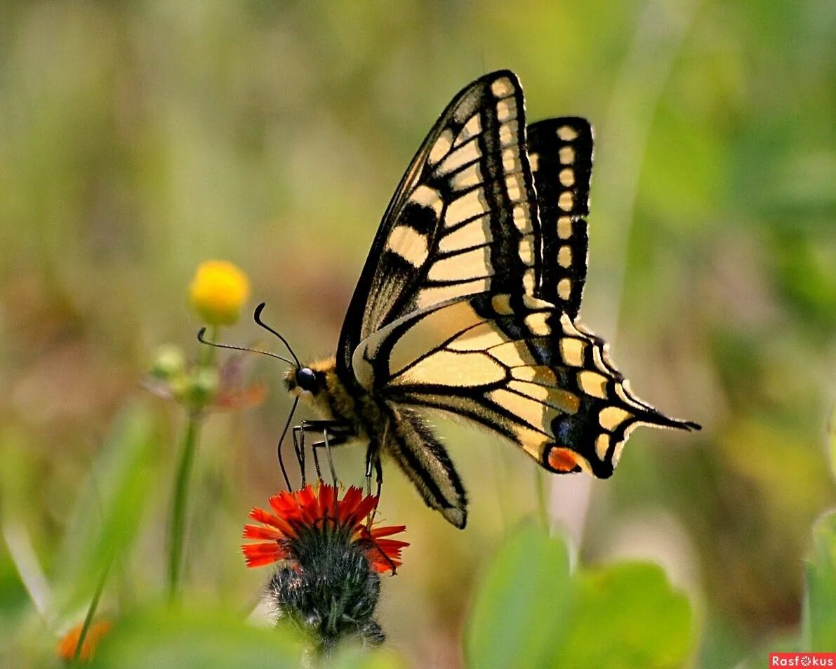 Бабочки вб. Бабочка Махаон (Papilio Machaon). Бабочка парусник Махаон. Papilio Machaon бабочка. Папилио Махаон.