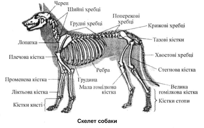 Прочный внутренний скелет. Скелет собаки с названием костей. Ссавців. Скелет собаки сидя. Будовазуба ссавця.