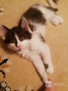 Котята в добрые руки в иванове