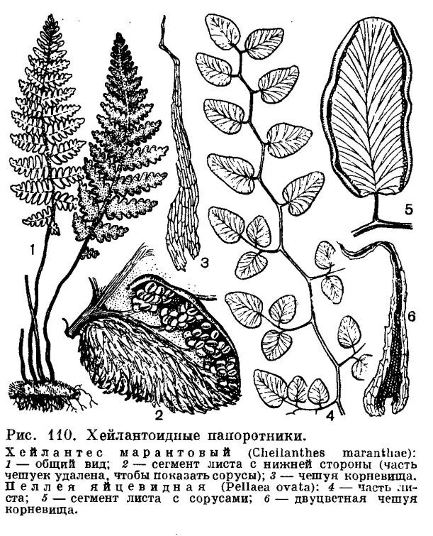 Сегменты листа. Чешуя корневища. Подсемейство каштановые представители. Подсемейство усатки – Hypeninae. Ринхоспоровые подсемейство представитель.