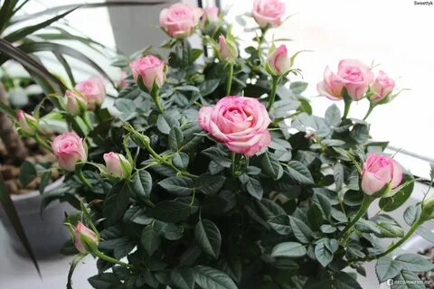Поставь rose