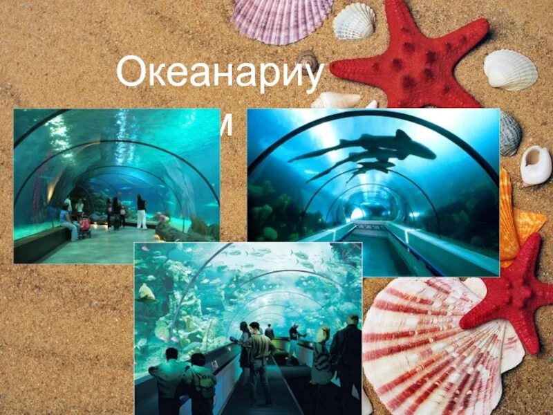 Презентация океанариум. Презентация на тему океанариум. Доклад на тему океанариум. Проект на тему океанариум.