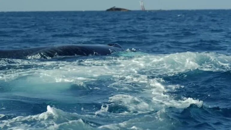 Самое мощное течение в мировом океане. Гольфстрим балтийское море. Расстояние от европы до сша через атлантический океан. Схема течения гольфстрим. Гольфстрим течение схема в европе.