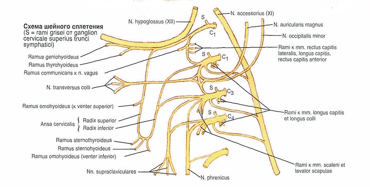 Сколько живет нерв. Схема формирования шейной петли. Шейное сплетение схема иннервация. Шейное сплетение спинномозговых нервов схема. Поверхностная шейная петля.