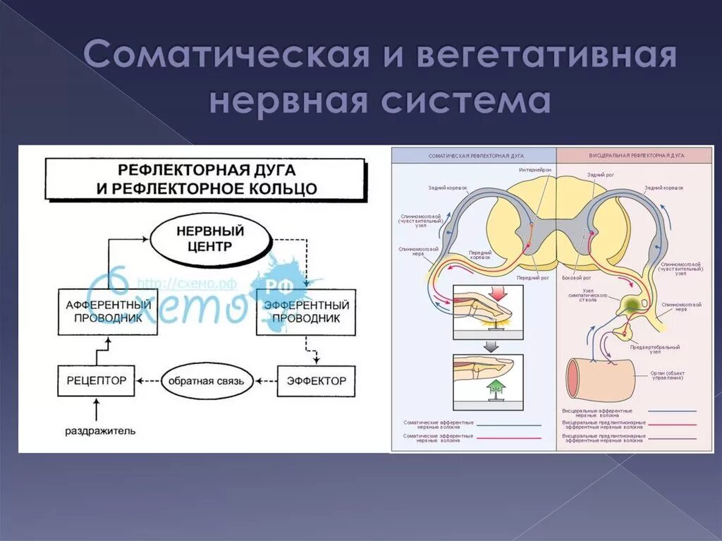 Нервная регуляция вегетативной системы функции. Функции соматической и вегетативной нервной системы. Вегетативная и соматическая нервная сис. Соматическая и вегетативаня нерваня сис. Вегетативная нервная система и соматическая нервная система.