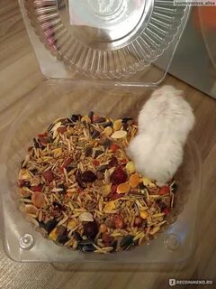 Корм для хомяка можно