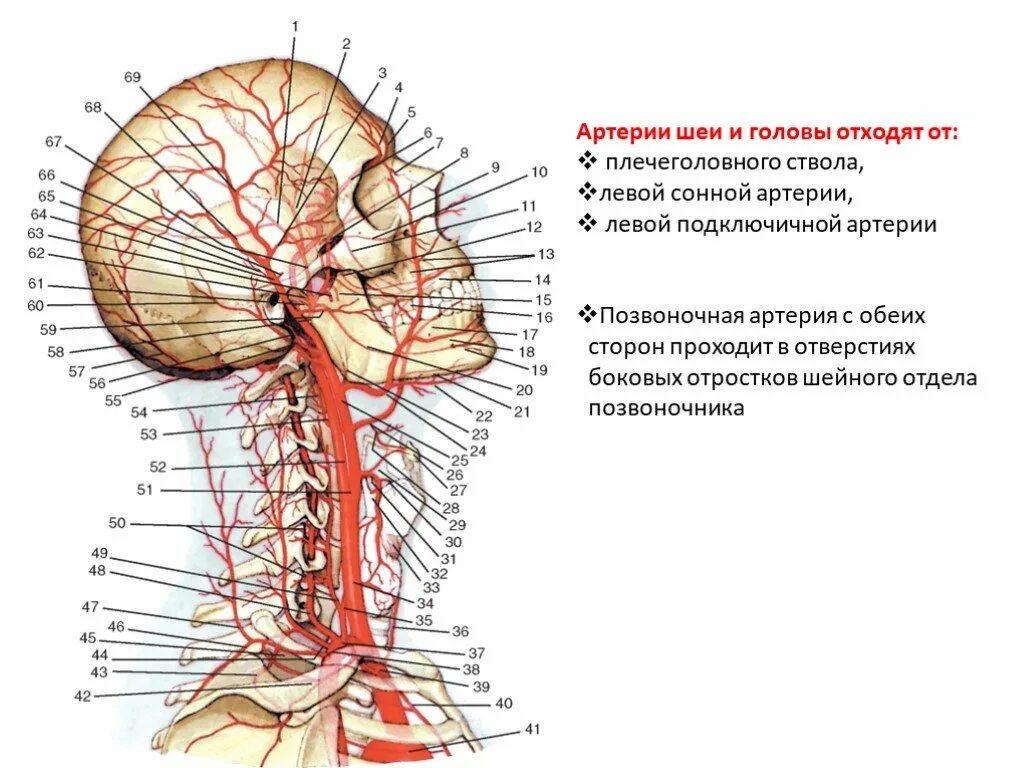 Анатомия сосудов головы. Наружная Сонная артерия анатомия. Наружная и внутренняя Сонная артерия анатомия. Шейные ветви наружной сонной артерии. Строение наружной сонной артерии.