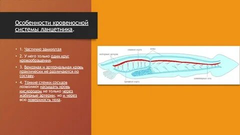 Какой процесс в развитии ланцетника