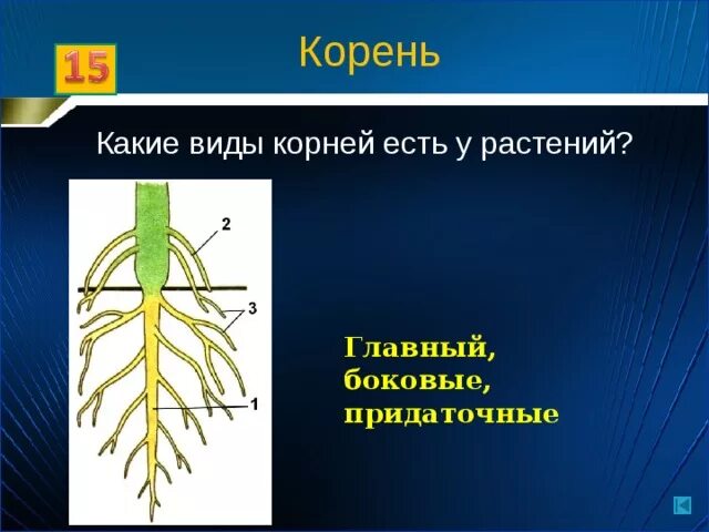 Придаточные корни ели