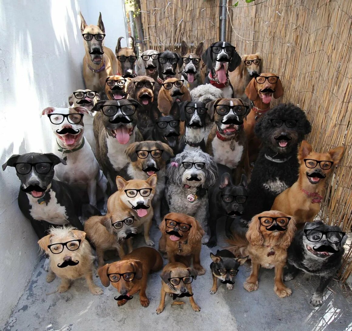 Среди собак. Страна бродячих собак territorio de zaguates в коста-рике. Много разных собак. Банда собак. Отара овец.