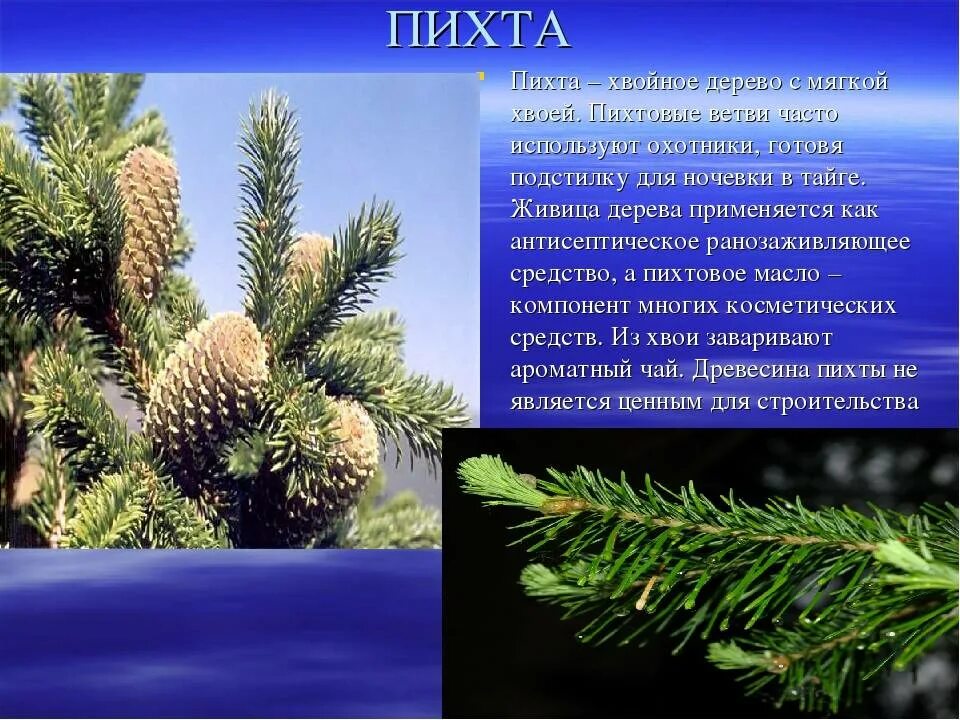 Сообщение о хвойном растении. Иголки дерево пихта. Ель пихта кедр. Пихта описание. Пихта описание дерева.