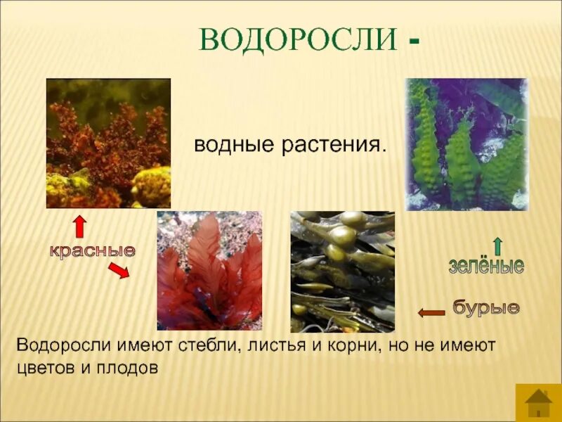 Три примера группы растений водоросли