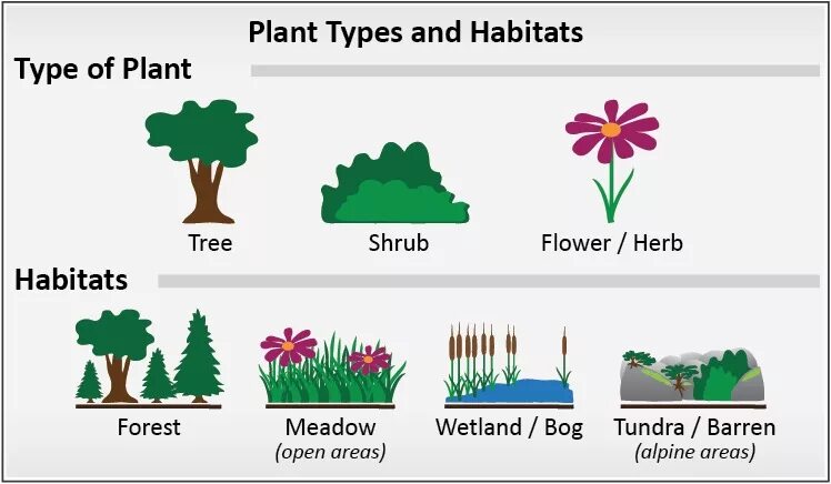 Plants kinds. Растения на английском. Растения и деревья на английском. Английский язык тема цветы и деревья. Types of Plants for Kids.