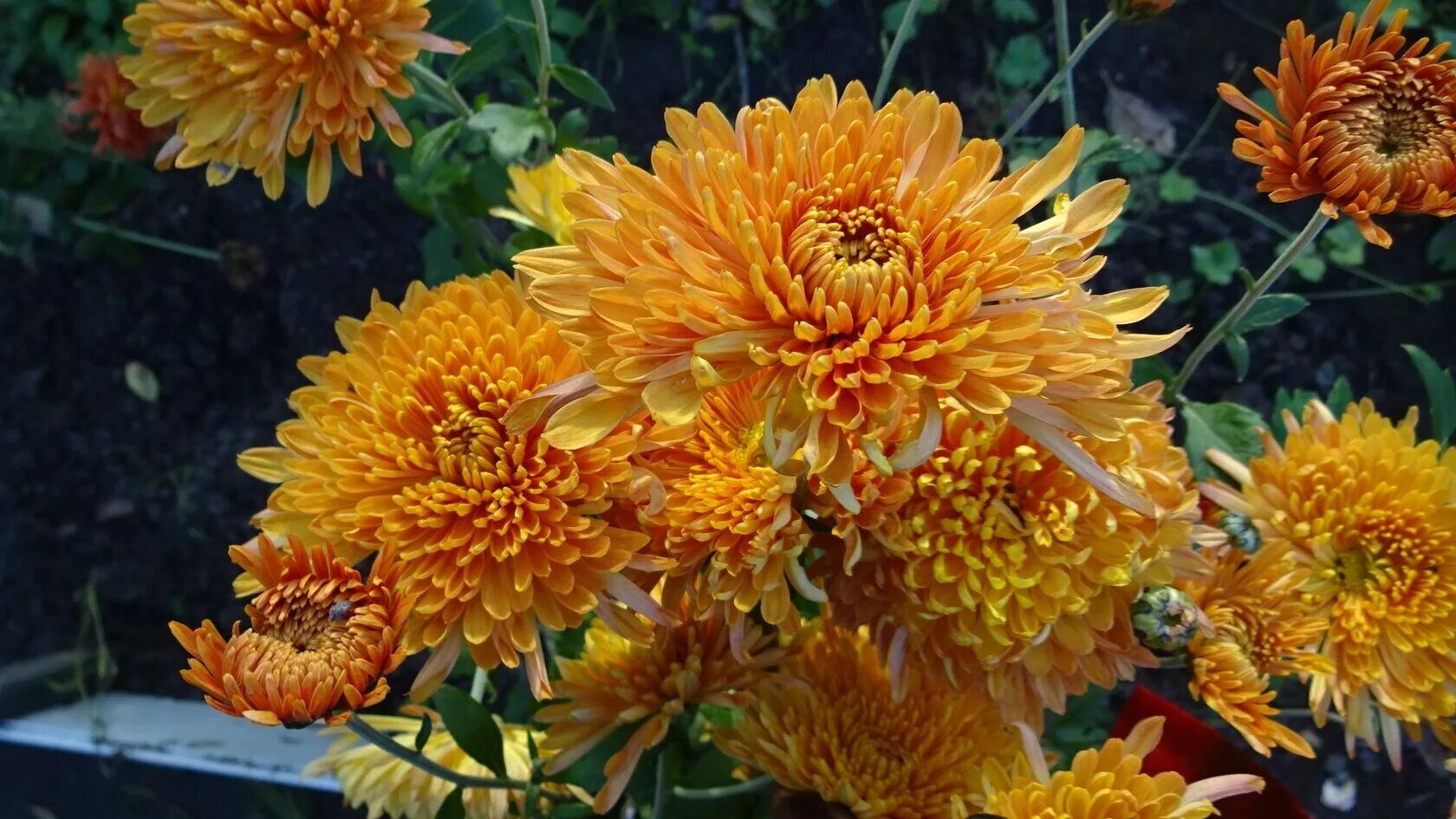 Хризантема корейская ватра. Хризантема корейская ватра / chrysanthemum koreanum. Хризантема хейди вейв. Хризантема корейская дюна. Хризантема корейская сударушка.