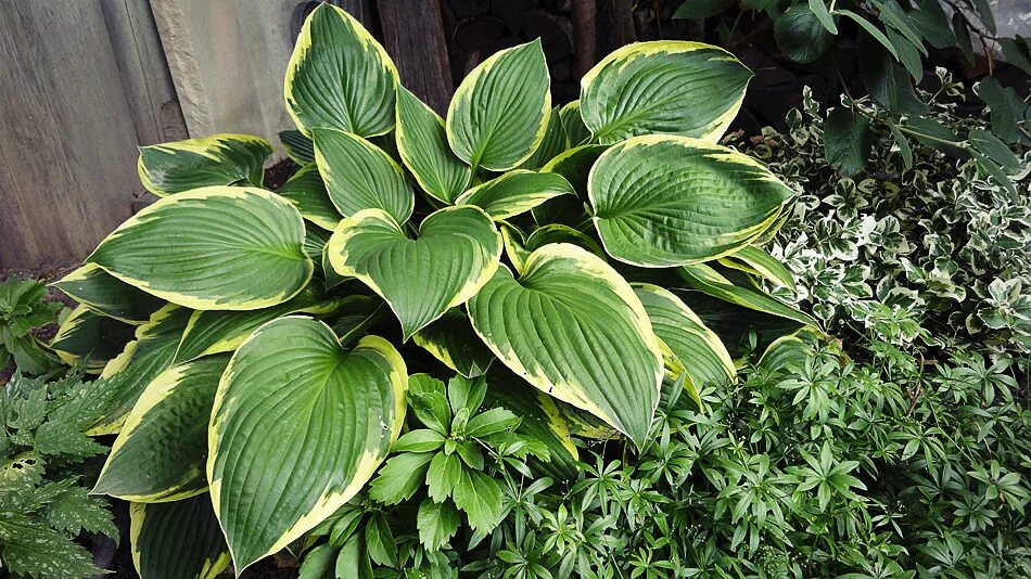 Хоста антиох. Hosta antioch хоста. хоста антиох (hosta antioch). хоста гибридная антиох. хоста фочуна «ауреомаргината» (hosta aureomarginata).