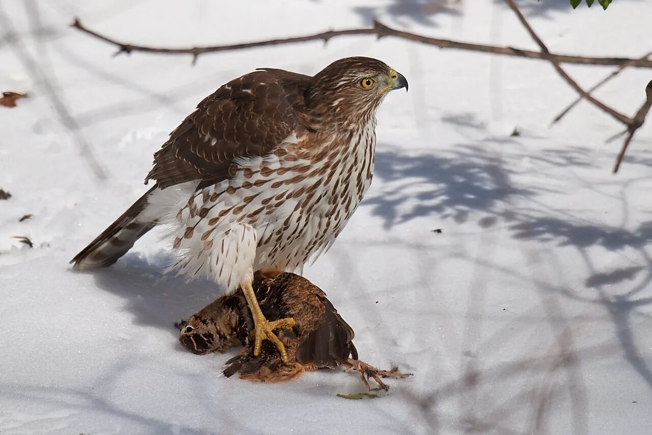 Краснохвостый сарыч. Ястреб зимующая птица. Ястреб-тетеревятник. Ястреб зима. Ястреб перепелятник зимой.