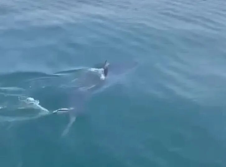 Акула напала на человека на мальдивах