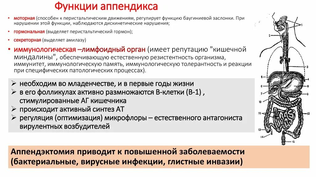 Орган выполняющий функцию сокращения. Функции аппендикса в иммунной системе человека. Функция червеобразного отростка в иммунной системе. Аппендикс строение и функции. Червеобразный отросток функции в организме человека.