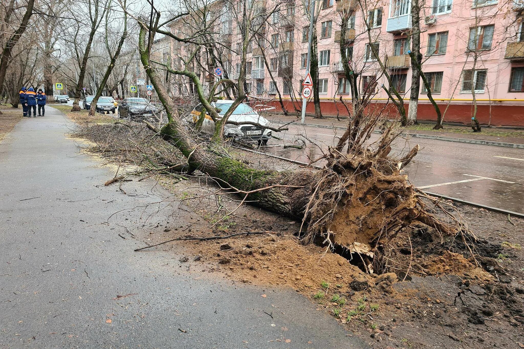 Москва сейчас деревья. Ураган в Москве 1998. Поваленные деревья в Москве. Поваленное дерево.