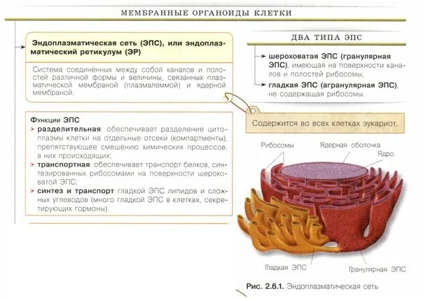 Синтез и транспорт белков в эпс. Эндоплазматическая сеть ЕГЭ. ЭПС таблица. ЭПС ЕГЭ биология. Эндоплазматическая сеть ЕГЭ биология.