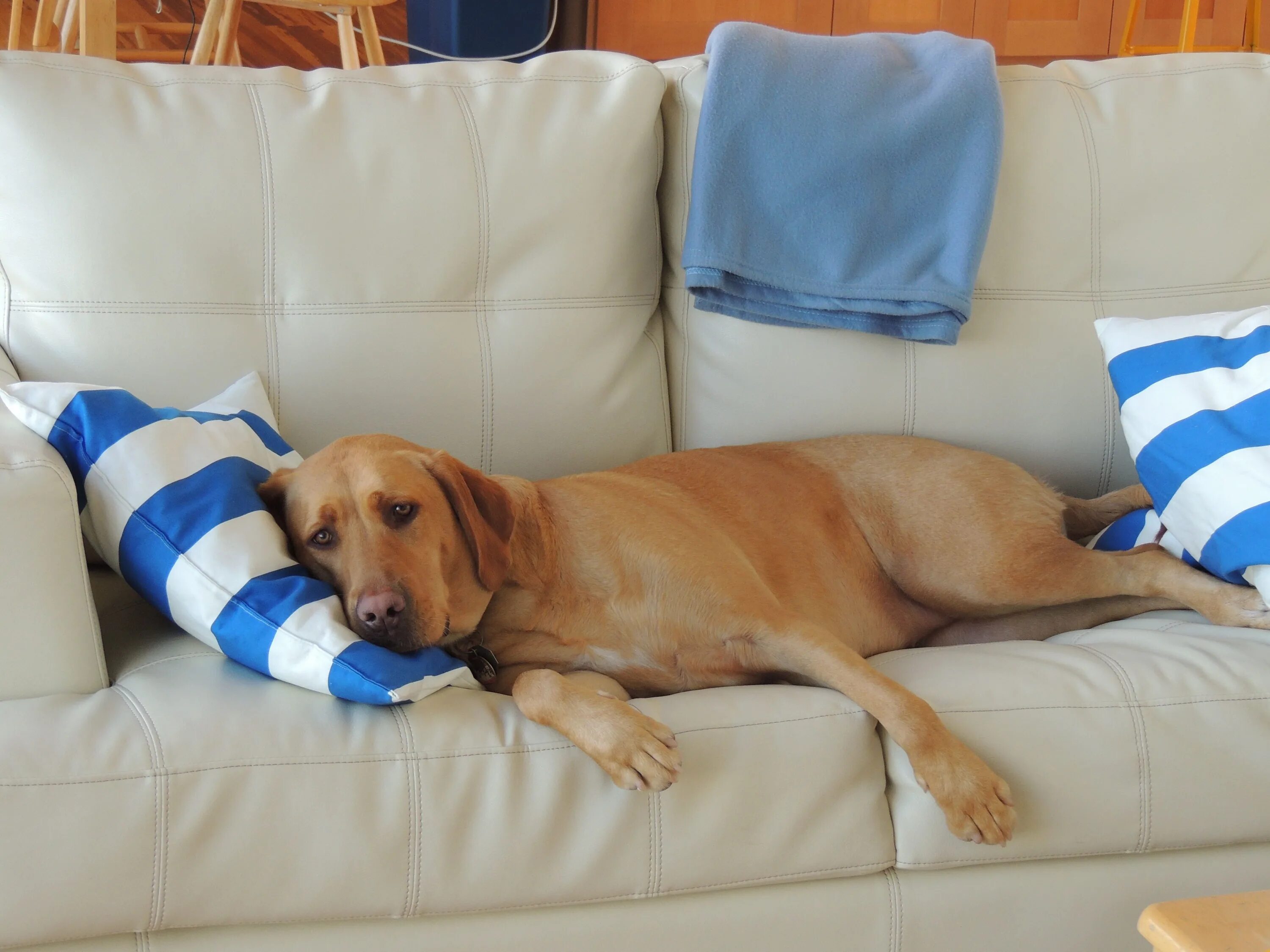Почему собаки спят в ногах. Лежачая собака. Собака лежит на диване. Диван для собаки.