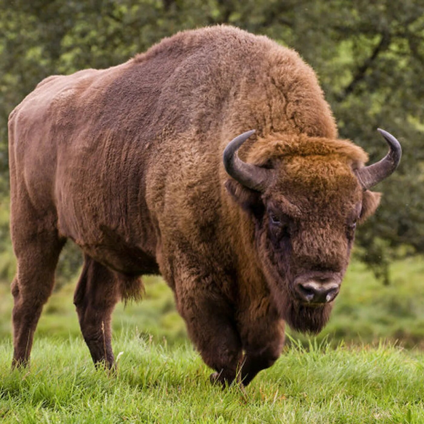 Не работает зубр. Зубр bison bonasus. беловежский зубр. европейский зубр. кавказско-беловежский зубр.