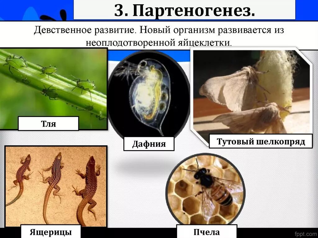 Размножается партеногенетически. Партеногенез. Партеногенетическое размножение. Партеногенез примеры. Животные размножающиеся партеногенезом.