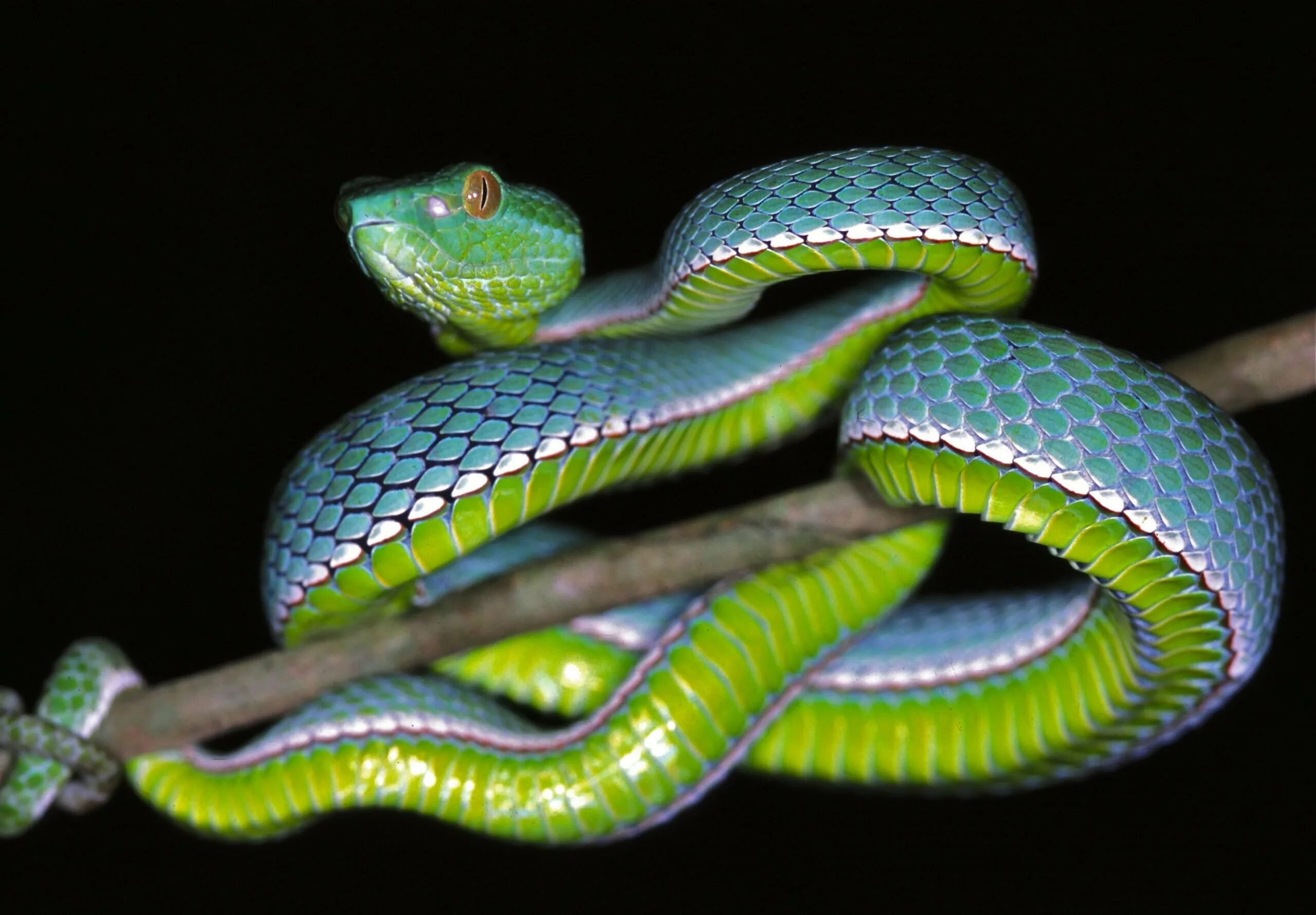 Новые змейка. Куфия змея. Trimeresurus popeiorum. Бамбуковая куфия змея. Зеленая куфия.