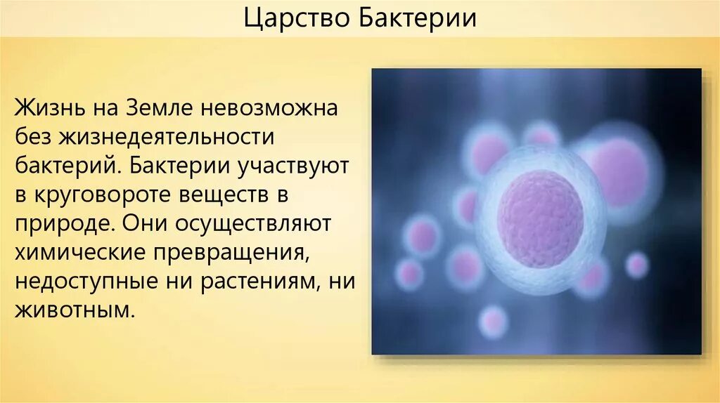 Жизнь на земле без бактерий. Возможна ли жизнь на земле без бактерий. Почему жизнь на земле невозможна без бактерий. Почему жизнь без бактерий невозможна.