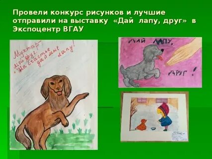 Дай лапу друг