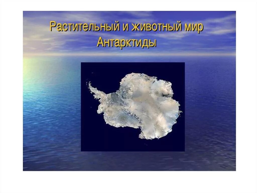 Органический мир материка антарктиды. Растительный и животный мир антарктиды. растительный мир антарктиды презентация. растительный и животный мир антарктиды презентация. антарктида материк животные.