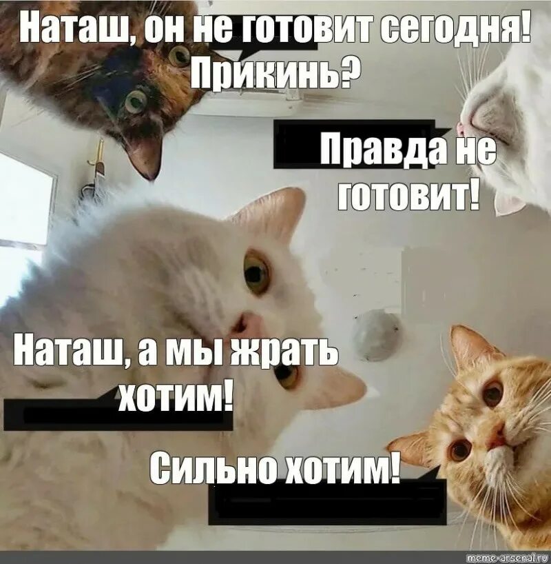 Наташа мы жрать хотим. Мемы про Дайсон. Наташа мемы жрать коты. Наташа мы есть хотим. Дай купи подари