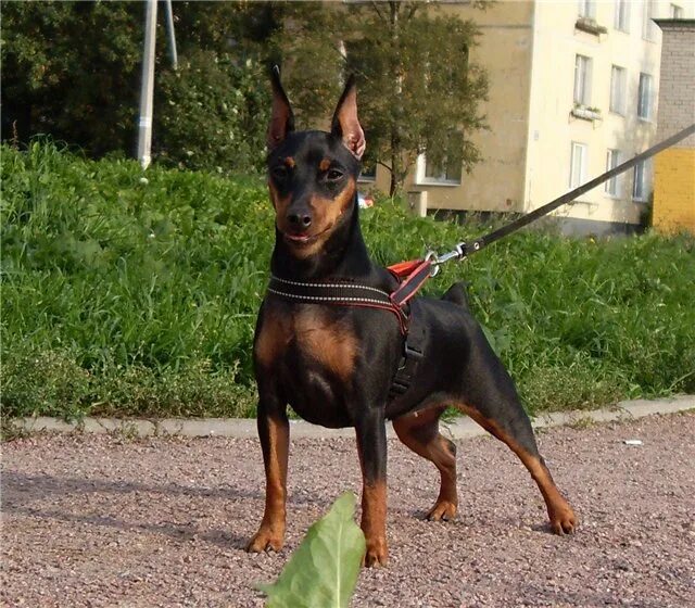 Шлейка для цвергпинчера. Цвергпинчеры норвежская линия. Шлейка для цвергпинчера. Ошейник для басенджи. Цвергпинчер в шлейке.