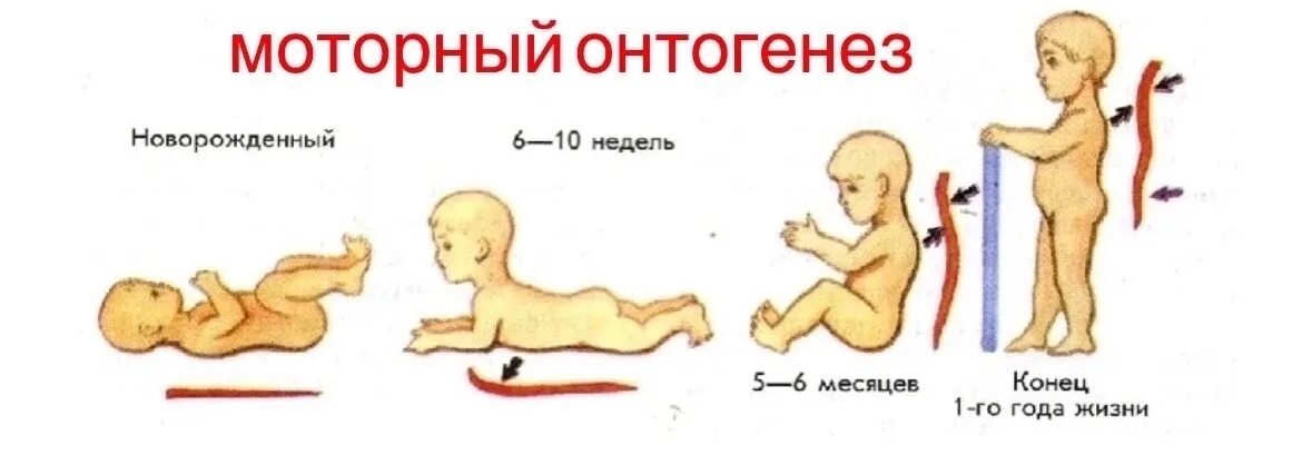 Развитие организма после рождения. Развитие ребенка после рождения. Стадии развития ребенка после рождения. Формирование тела малыша. Развитие ребенка после рождения становление личности.