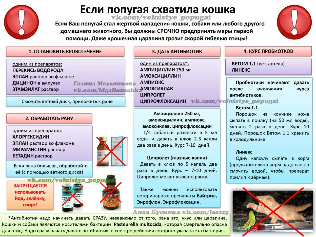 Какие веточки можно попугаю. Какие антибиотики можно давать попугаям. Какие антибиотики дать попугаю. Антибиотики для попугаев. Какие лекарства дают попугаям.