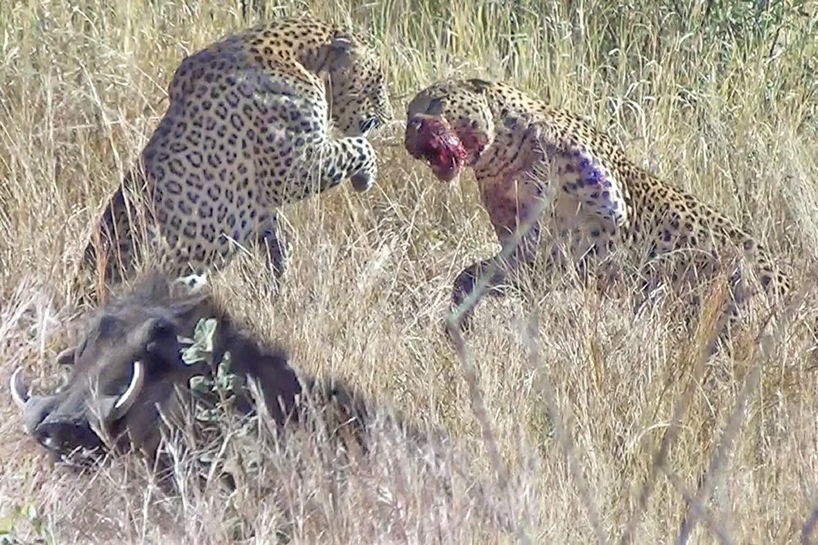 Леопарды дерутся. Нападения гепардов на людей. Хищники нападение
