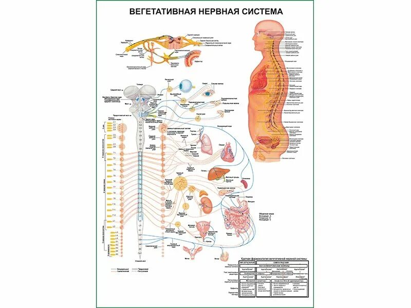 Вегетативная нервная система самостоятельная работа. Вегетативная нервная система плакат. плакат по нервной системе. вегетативная нервная система плакат анатомия. фармакология внс.