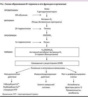 Остеопороз витамин д
