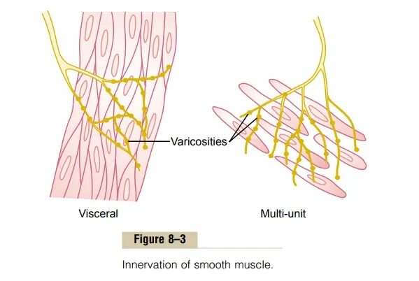 Иннервирует гладкие мышцы. Visceral muscle. Nexus smooth muscle. Innervation of smooth muscle in Iris. Smooth muscle where located.